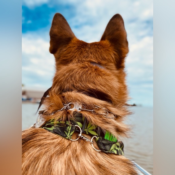 13” Levi’s Dog Bandana, Levi Strauss, Levi Jeans, Repurposed Levi Strauss - Picture 9 of 10